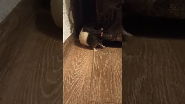 1000224461.mp4 смотреть онлайн