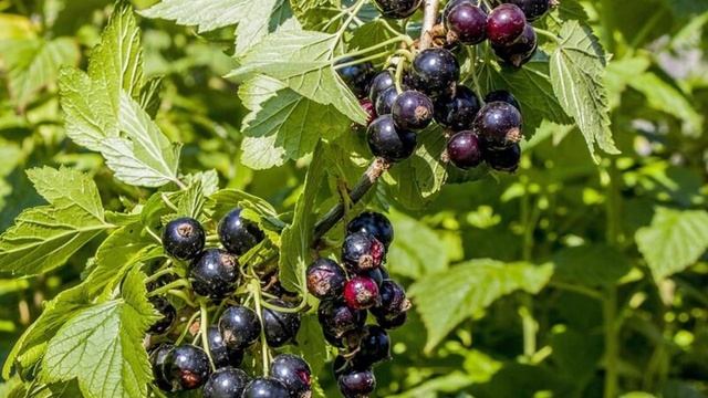 Почему в Америке запрещено выращивать смородину смотреть онлайн