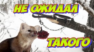 Охота на Соболя | Капканы: Сам не Ожидал Такого от Этой Проверки