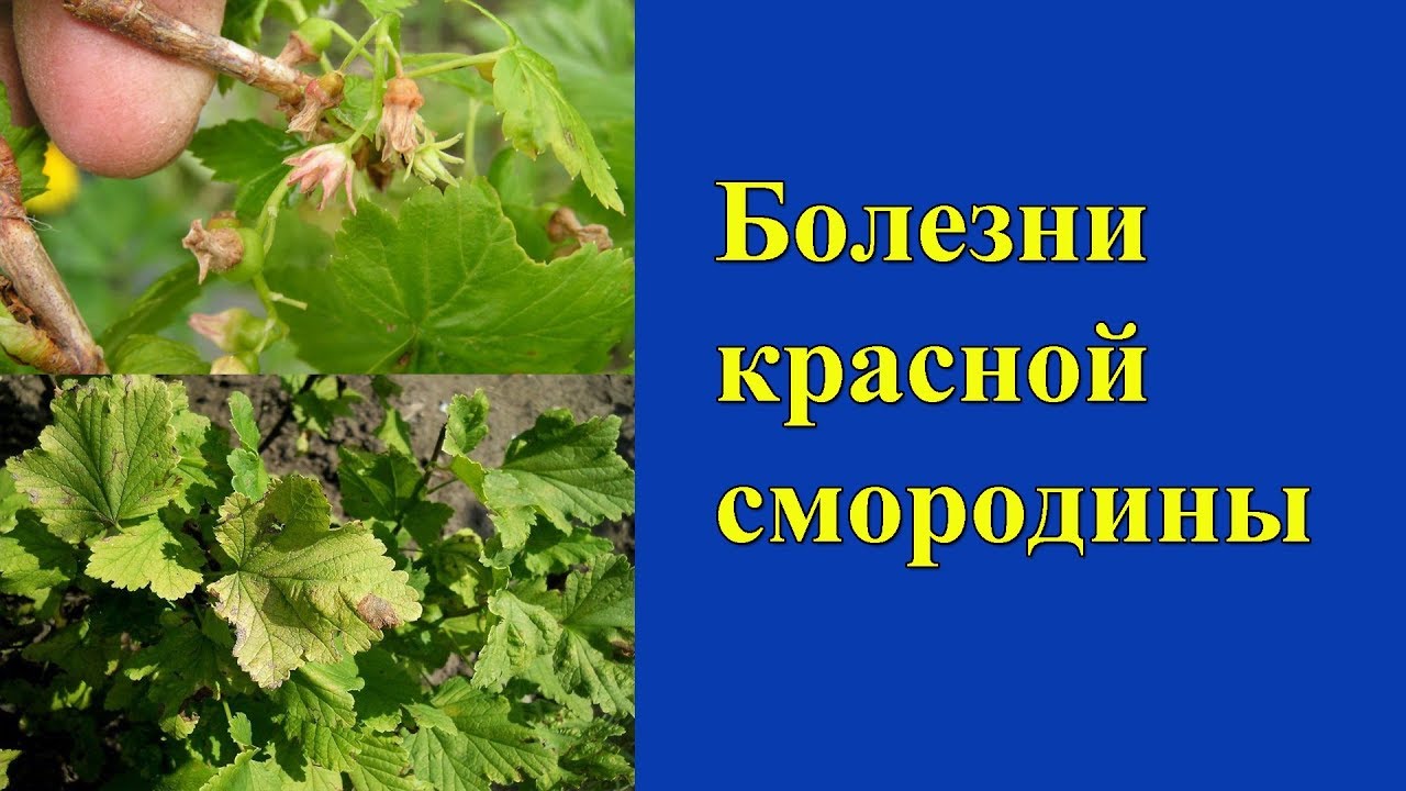 Болезни красной смородины и методы лечения