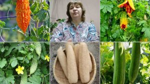 какие лианы я выращиваю (люффа и мамордика)