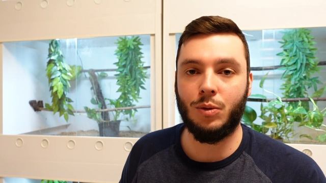 Wie züchtet man Königspythons (Python Regius) - Folge 2 - Paarung & Kopulation смотреть онлайн