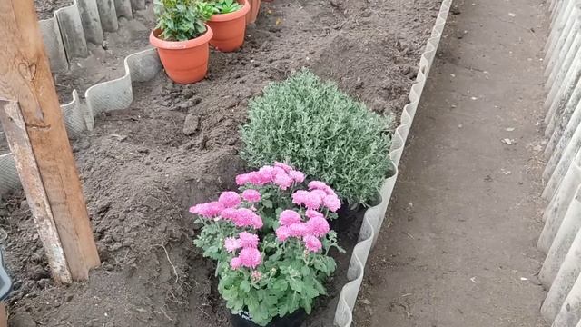 Хризантема мультифлора. Пять способов сохранить зимой.