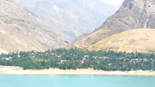 Чёрный аист (красная книга) Чарвак смотреть онлайн