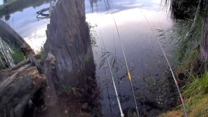 "Лебединый". Вечерний клев карася на удочку. Маяк на сайте.