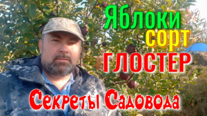 Яблоки Сорт ГЛОСТЕР. Фильм 1. Знакомство с Сортом. "Секреты Садовода"