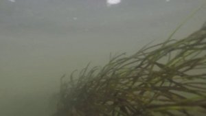 Рыбалка на щуку (р. Миасс, Челябинск)