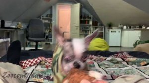 Самая жуткая собака. Страшилки на ночь