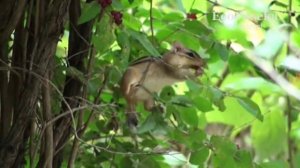 Обитатель пасеки - бурундук