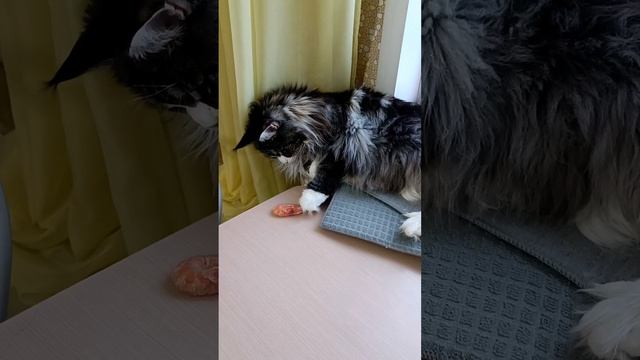 мейн-кун Анфиса?