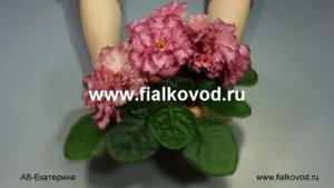 АВ-Екатерина
