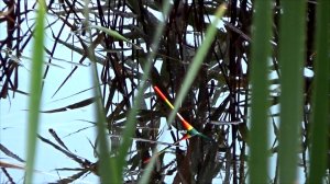 Ловля линя в траве на поплавок в дождь, 36 серия сериала ПКЛНЛО