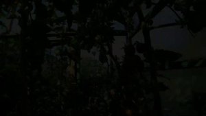 Расскажу за 1 минуту: томаты Мужское достоинство, Чудо света желтое, Сахар красный, Пломбир