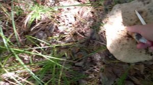 ТИХАЯ ОХОТА