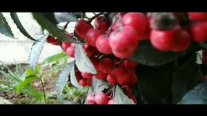 Ardisia Crenata｜Part 01