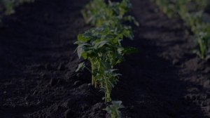 Зачем сажать картофель на зиму и когда собирать урожай?