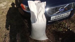 СБОР БРУСНИКИ / СКОЛЬКО МОЖНО ЗАРАБОТАТЬ?