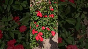 Роза Ла Севильяна «Огонек»(La Sevilyna)