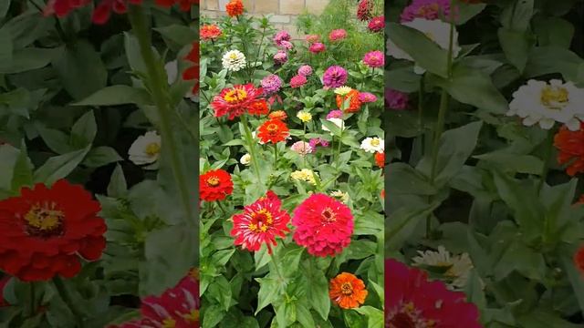 Квіти Цинія Майори смотреть онлайн