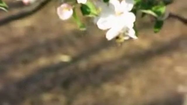 Полет пчелы. Canon PowerShot G15. Высокоскоростная съемка (240 k/c) смотреть онлайн