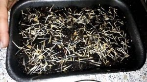 Бархатцы прямостоячие