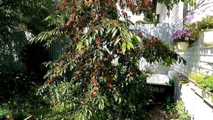 Как просто вырастить помидоры вниз головой?!и что можно вырастить на небольшом участке земли?!..