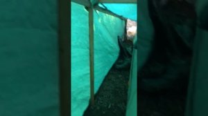 Ниссан максима замена прокладки под головкой часть 2