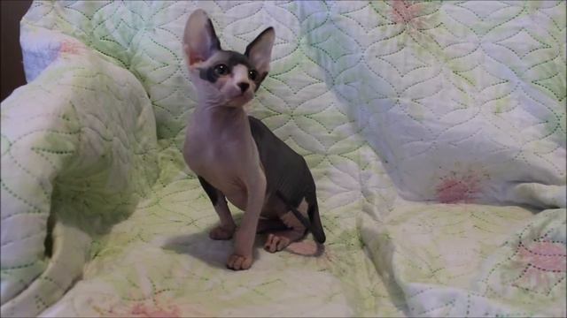 Fellina Tulskaya Krasa. Канадский сфинкс кошка. http://cats-tula.ru/kotyata-k