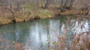 Охота на уток с лабрадором