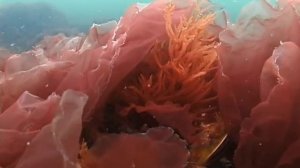 © Водоросли Черного моря. Порфира