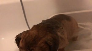 Банный День для Филимона🐶🚿