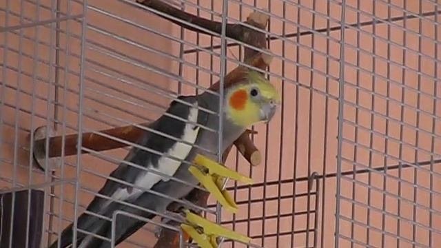 Как поет попугай корелла. How The Corella Parrot Sings.