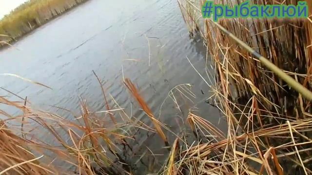 РЫБАЛКА НА ДВУХ РЕКАХ!! ОСЕННИЙ КАРАСЬ И В ПОИСКАХ ЩУКИ!! СЕРЕДИНА СЕНТЯБРЯ!