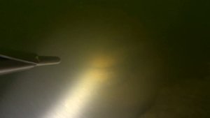 Подводная охота на Десне. Охотимся на сома, сазана и судака