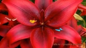 Лилия азиатская Блэк Аут ? обзор: как сажать, луковицы лилии Блэк Аут