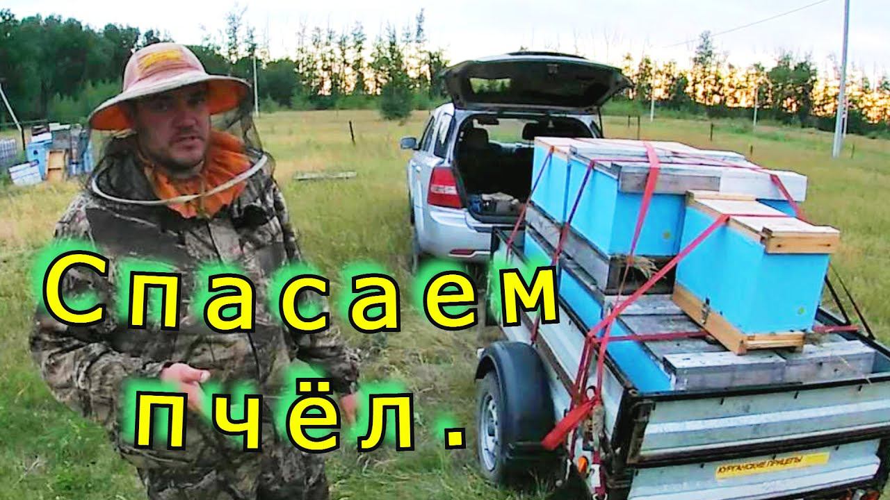 Рисковать нельзя! Увезли отводки в надежде спасти пчёл от гибели! смотреть онлайн