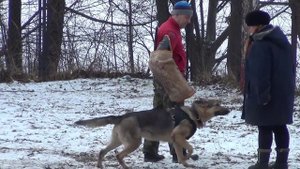 ВЕО на ЗКС - защитно-караульная служба, дрессировка. Испытания по ЗКС. Собака Лера