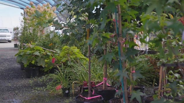 Wanczyk Nursery - Introduction and Tour смотреть онлайн