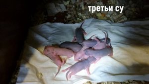 Роды и первая неделя, как растут крысята / Childbirth and the first week how baby rats grow