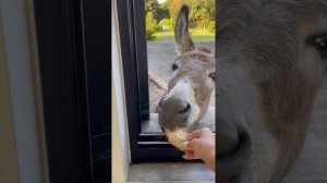 Donkey-Comes-to-Have-Breakfast-at-the-Ki_81.mp4