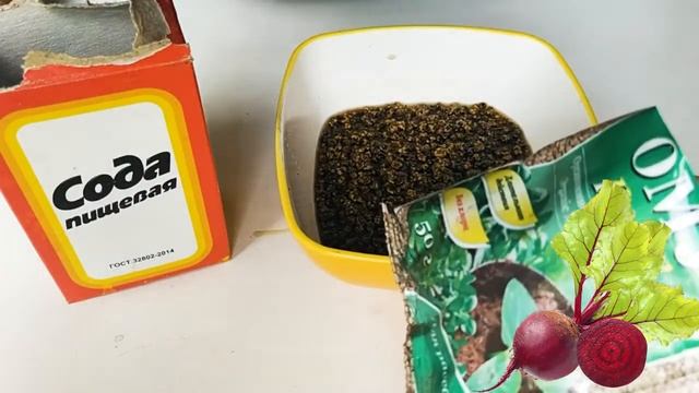 Нужно ли замачивать свеклу перед посадкой смотреть онлайн