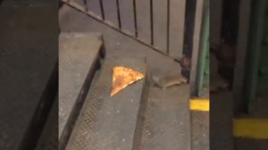 New York City rat taking pizza home on the subway Pizza Rat