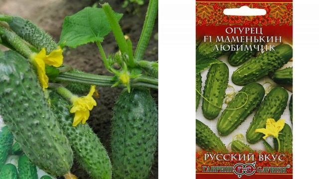 ПОСЕЙТЕ ЭТИ ОГУРЦЫ, всегда будете с хорошим урожаем огурцов!