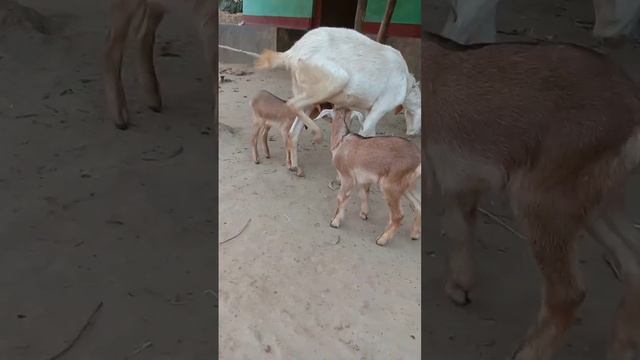 Goat Modher Piyar#youtubeshort#video