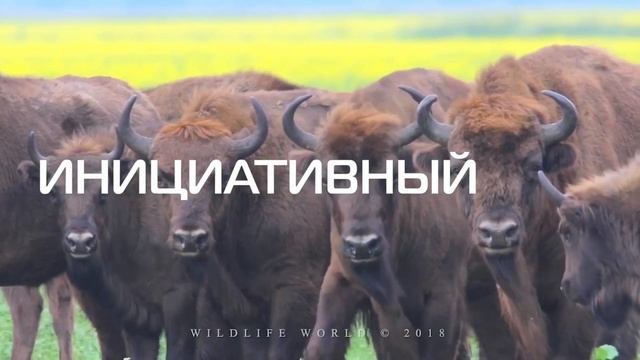 Фирменный стиль компании Ankron