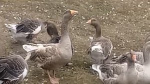 Горьковские Еденские и др бойцовые гуси???