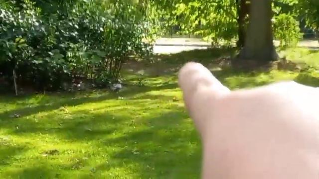 Кролики бегают по парку немецкого города Гановера. смотреть онлайн