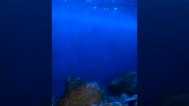 Чистка аквариума 1 смотреть онлайн