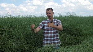 Озимый рапс: как определить эффективность обработки?