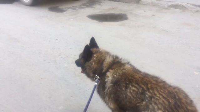 Самый харизматичный пёс в мире!!! Жесть смотреть до конца! смотреть онлайн